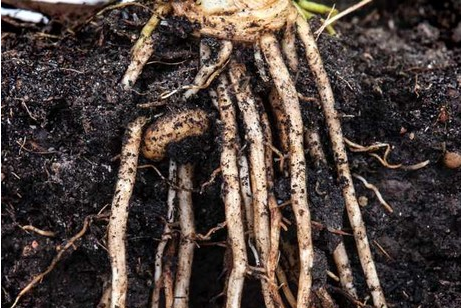 Kỹ thuật mới đo sự phát triển của bộ rễ cây trong đất